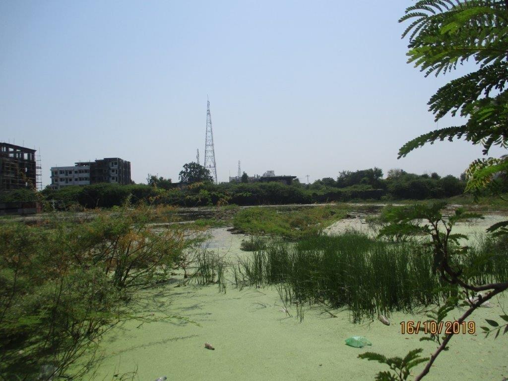 Z Surendranagar Gujarat (3)